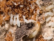 Diệt Mối Tại Quận Tân Phú