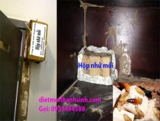 Diệt Mối Tận Gốc TPHCM