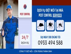 Cách phát hiện mối trong nhà