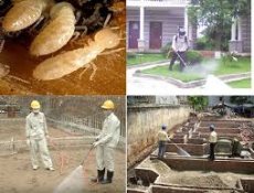 DIỆT MỐI TẬN GỐC UY TÍN NHẤT TPHCM