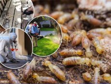 Diệt mối tại Củ Chi an toàn triệt để