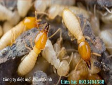 Dịch vụ diệt mối tại Tân Phú uy tín